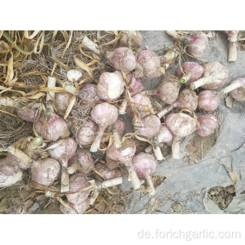 Jinxiang hochwertige neue Ernte Knoblauch 2019